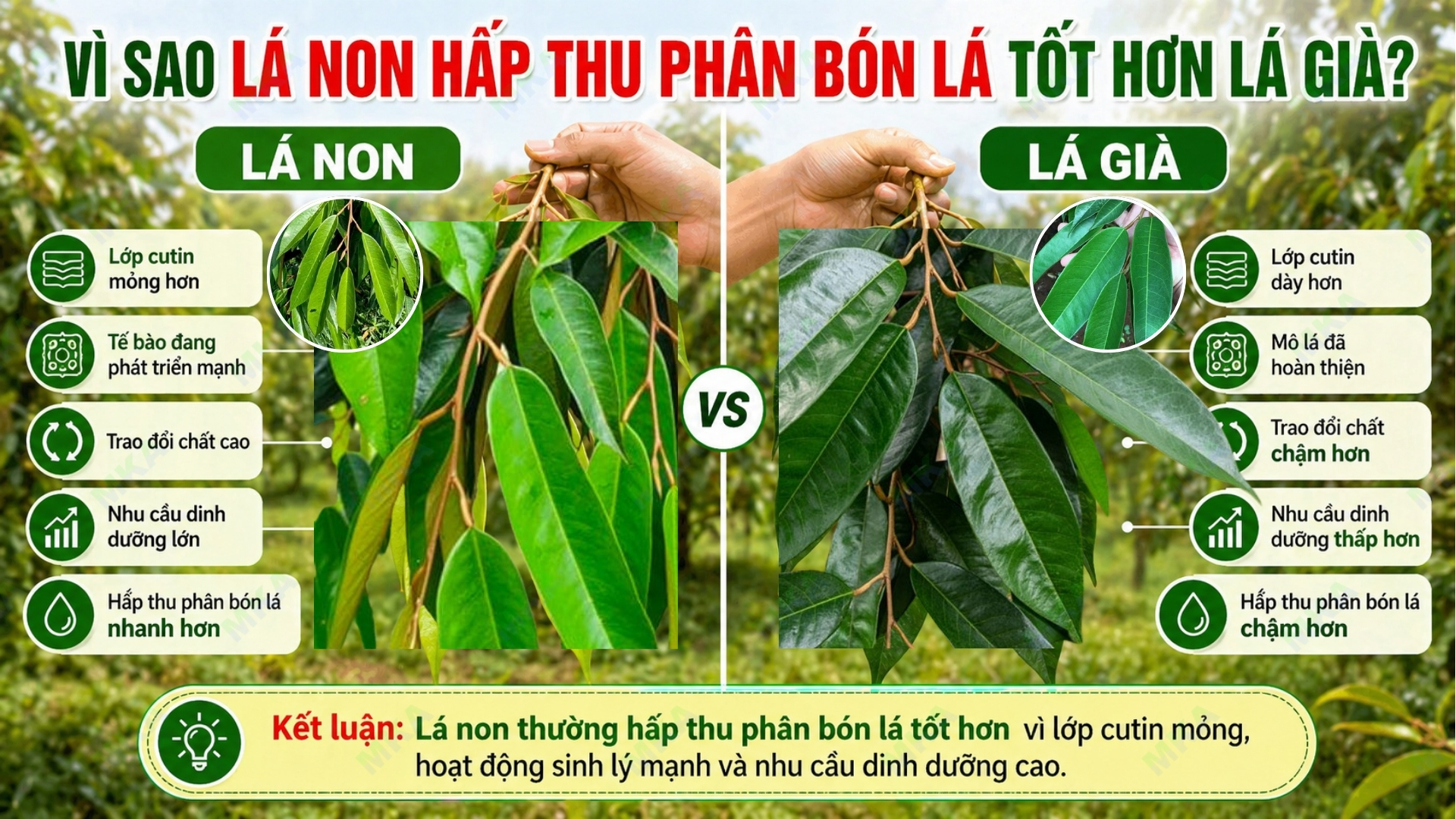 Vì sao lá non hấp thu phân bón lá tốt hơn lá già?